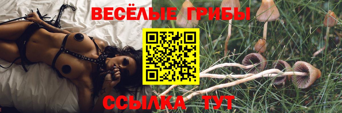 Стрежевой  Псилоцибиновые грибы Psilocybine cubensis  Псилоцибиновые грибы Psilocybine cubensis  что такое наркотик  Вход с VPN 